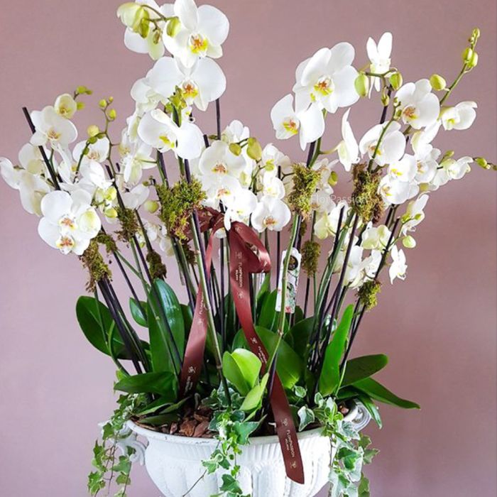Spectacular Phalaenopsis Orchids