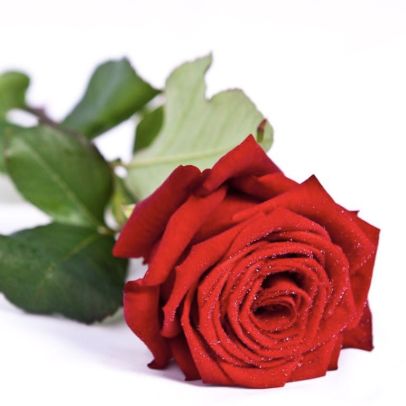 Delivery Red Naomi Roses in Milan  Same Day Flowers Delivery 